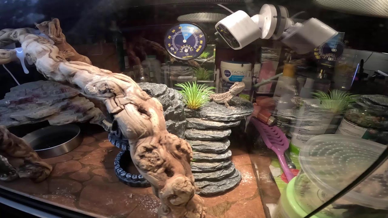 Bearded dragon