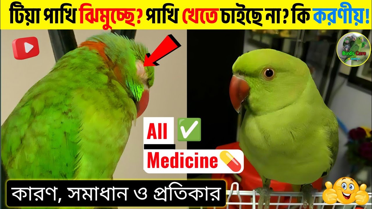🦜টিয়া পাখি ঝিমালে,পাখি খেতে না চাইলে কি করবেন?🫵|| কারণ সমাধান এবং ঔষধ || মৃত্যুর হাত থেকে বাঁচান 🦜🦜