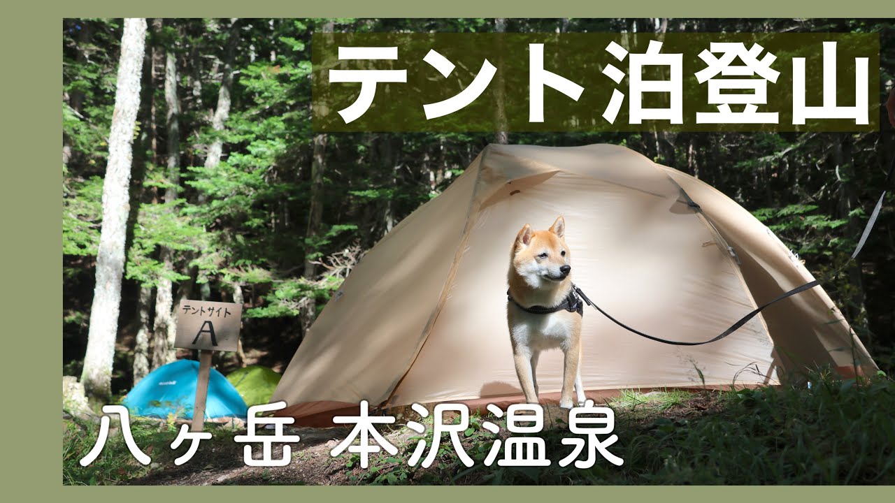 【犬連れ登山】八ヶ岳の秘湯 本沢温泉で犬とテント泊（長野）