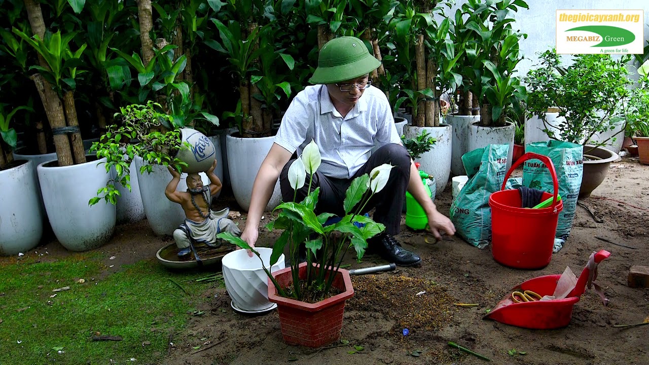 Cách trồng và chăm sóc cây Lan Ý xanh tốt giúp cây xanh hoa tuyệt đẹp