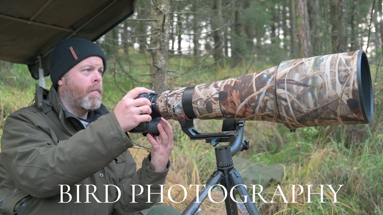 Surrounded by birds // BIRD PHOTOGRAPHY in the forest - Nikon Z9
