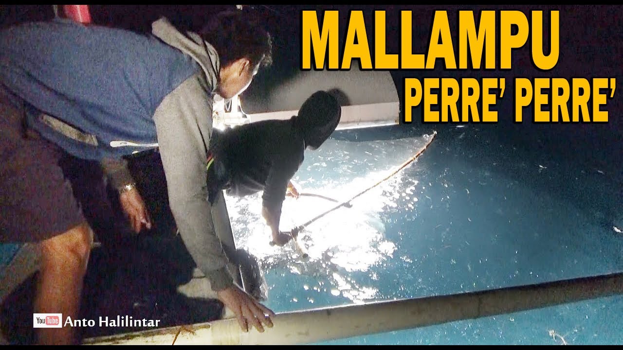 Cara menjaring ikan menggunakan tehnik bunre (mallampu), ‼️ Perre'-Perre'