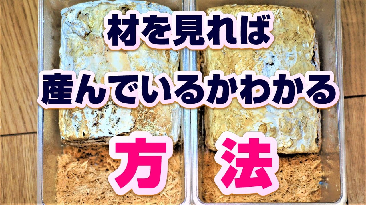 オウゴンオニクワガタ・オガコの出かたで卵を産んでいるか見分ける方法！！この動画を見れば産卵材（植菌レイシ材）の中を透視(想像)出来る様になります。