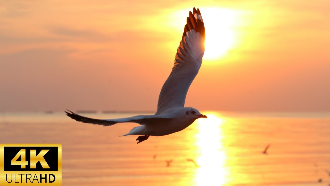 Seagulls Sleep Sounds - Walking Down The Shore With Seagulls And Sea Waves Sounds