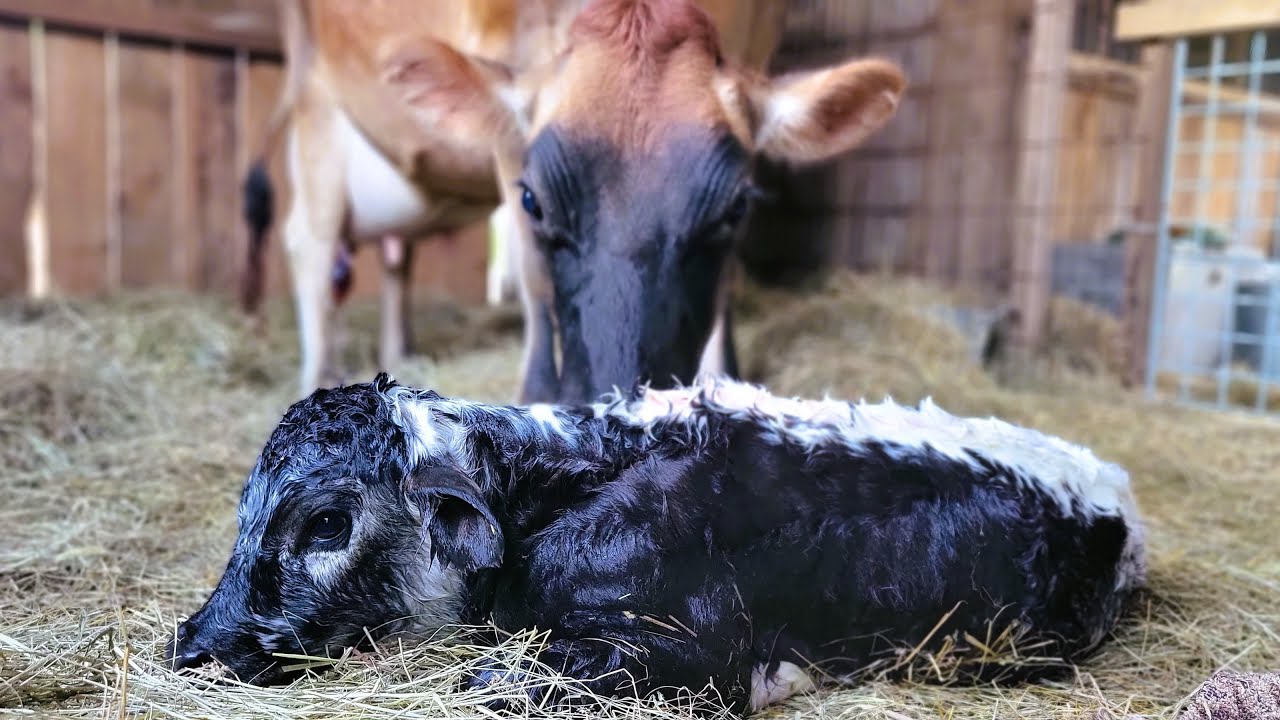 CALF BEING BORN | Juno's Baby is Here | FULL BIRTH VIDEO