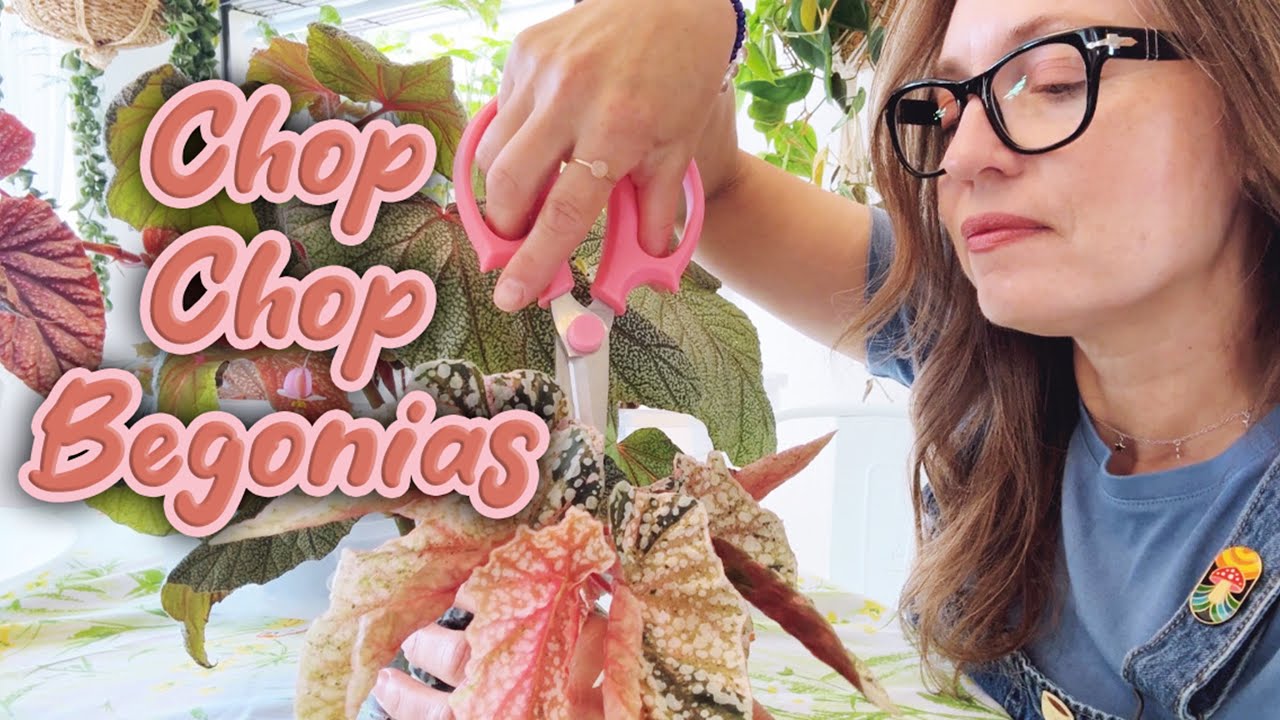 Propagating Begonias and Building A New Begonia Prop Box Terrarium