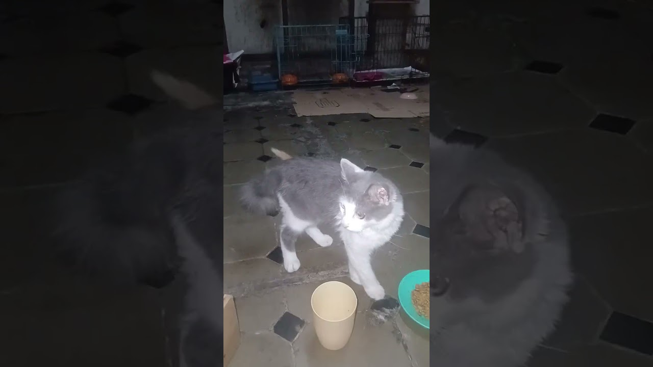 Pagi jam 5.30 sudah minta main #catlovers #pecintakucing 