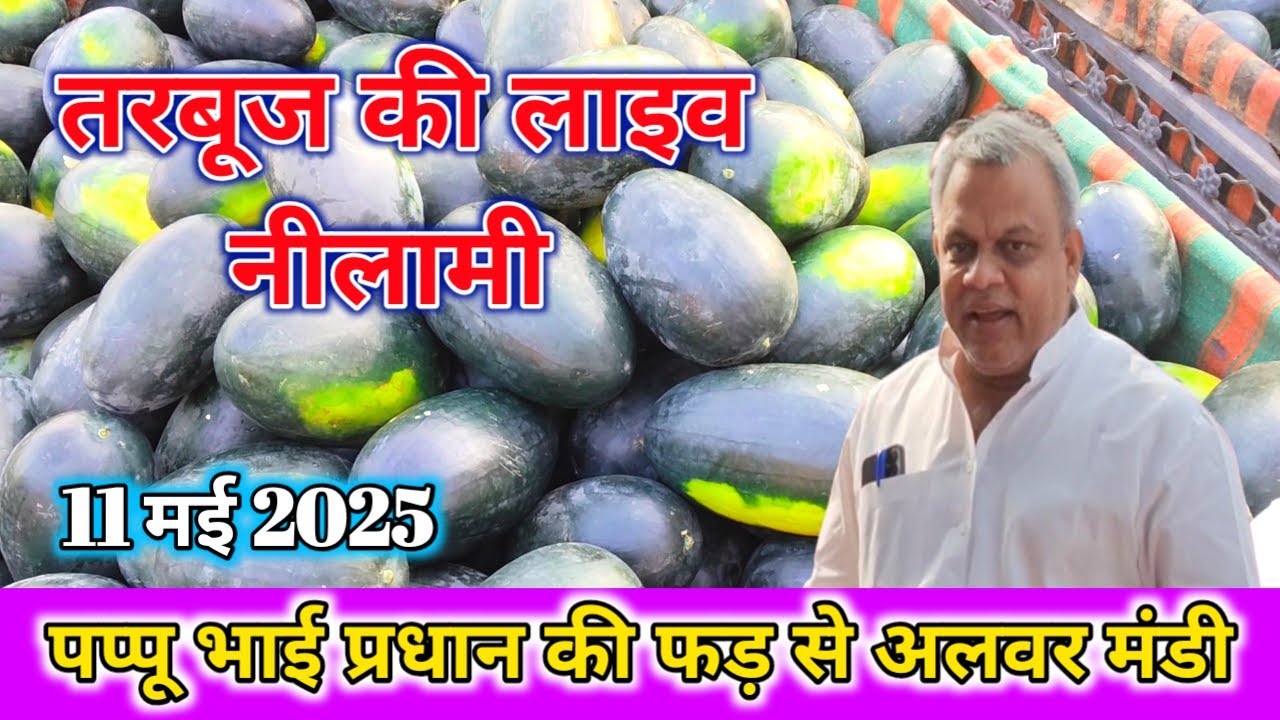 11 मई 2025 को तरबूज़ 🍉 का भाव अलवर मंडी alwar tarbuj mandi,Watermelon market rate today,