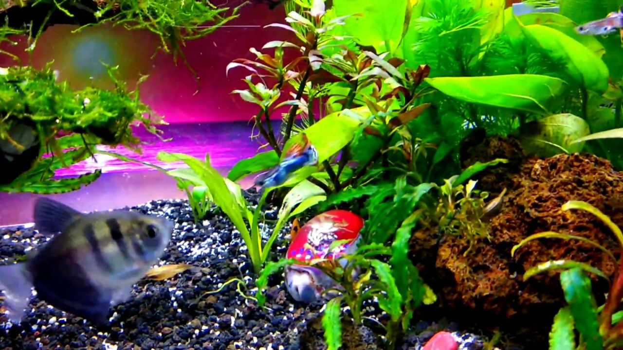 Aquascape tanpa CO2,pukdas,pukcir ataupun subtrat