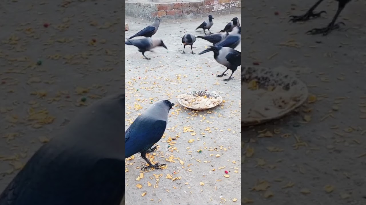 Crazy crow#birds #crows