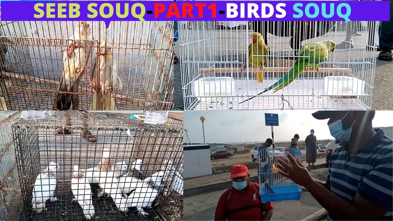 #Seebsouq #birdssouq #birdsmarket #seebmarket #tamilvlog #fridaymarket#seebbazar -BIRDS SOUQ