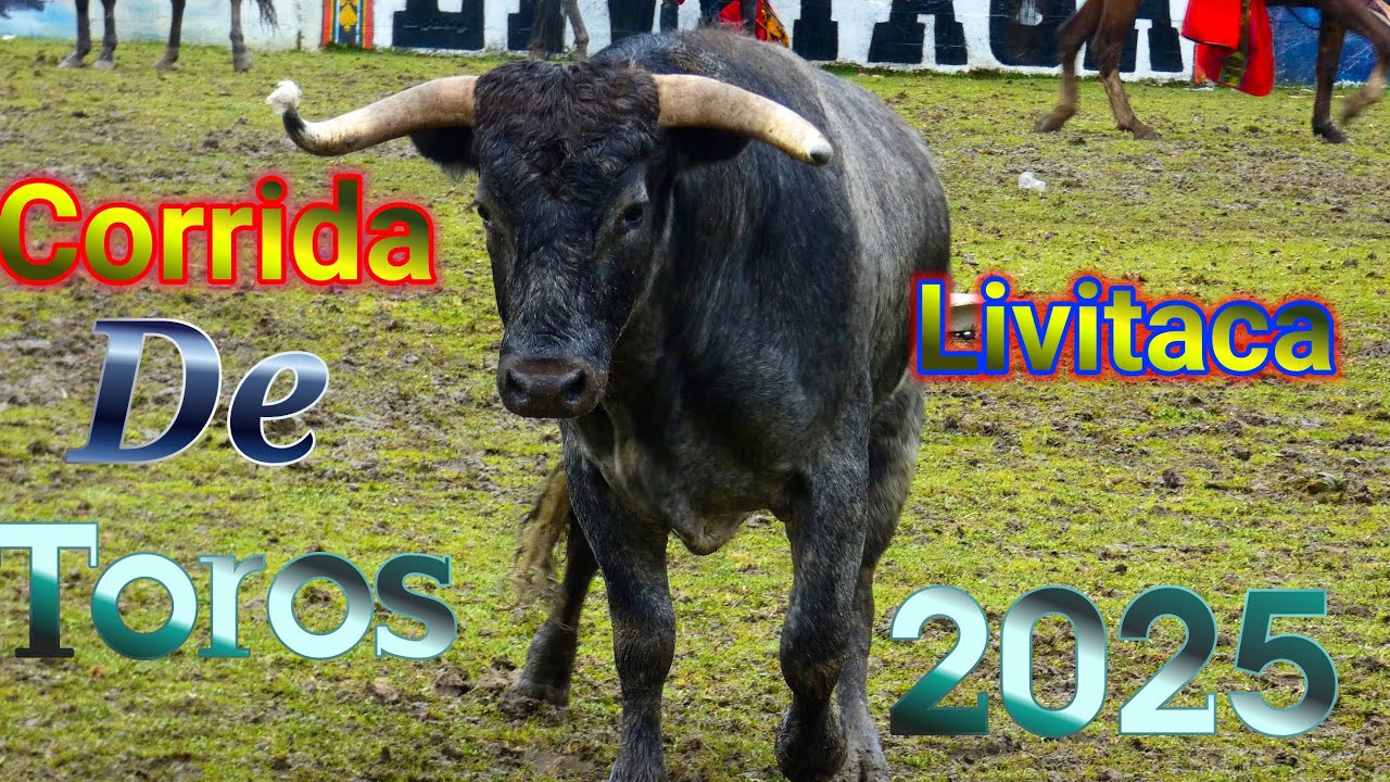 corrida de toros tradicional livitaca 2025 conpleto