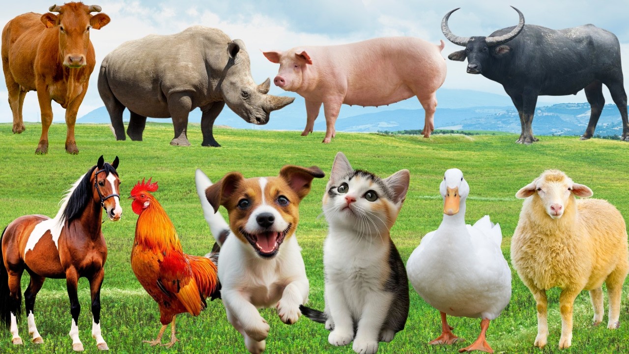 🌿 Đồng Quê Bỗng Hóa “Đấu Trường Âm Thanh” – Chó, Mèo, Heo & Bò Thi Tài Rộn Ràng | FarmAnimals 🐓🐄🐱🐶