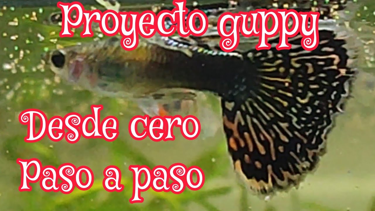 como hacer una línea guppy desde cero