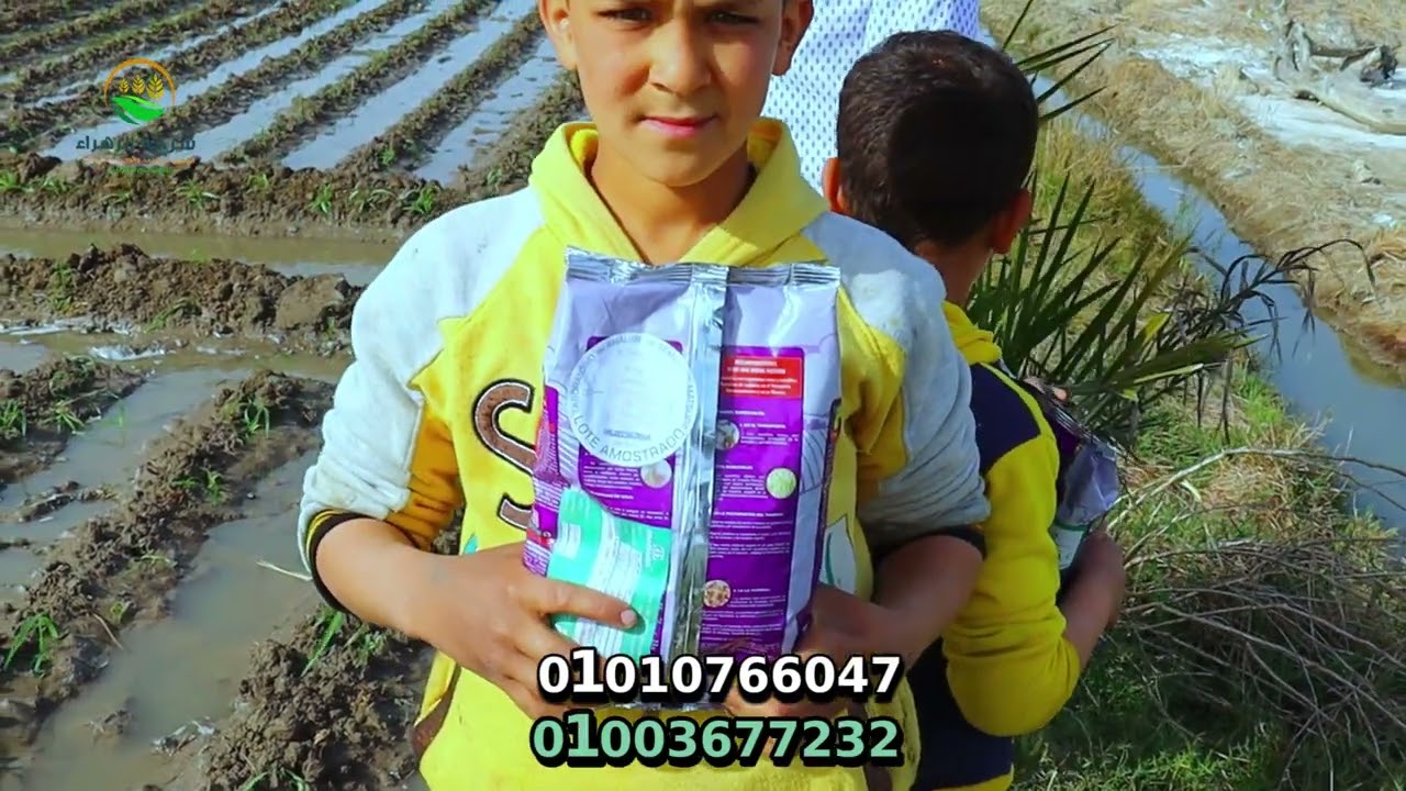 البونيكام البرازيلي MG12
