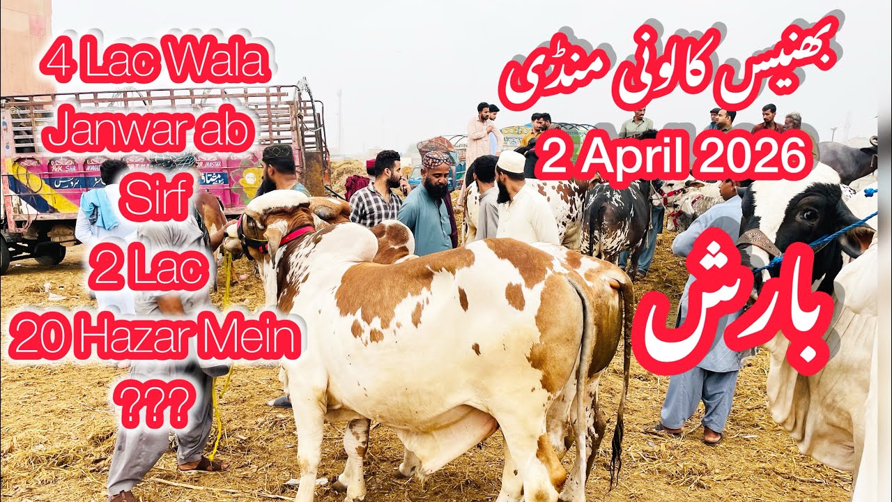 4 Lac Wala Janwar Ab Sirf 2 Lac 20 Hazar Mein??? | Bhains Colony Cow Karachi Mandi 2026 | Barish 