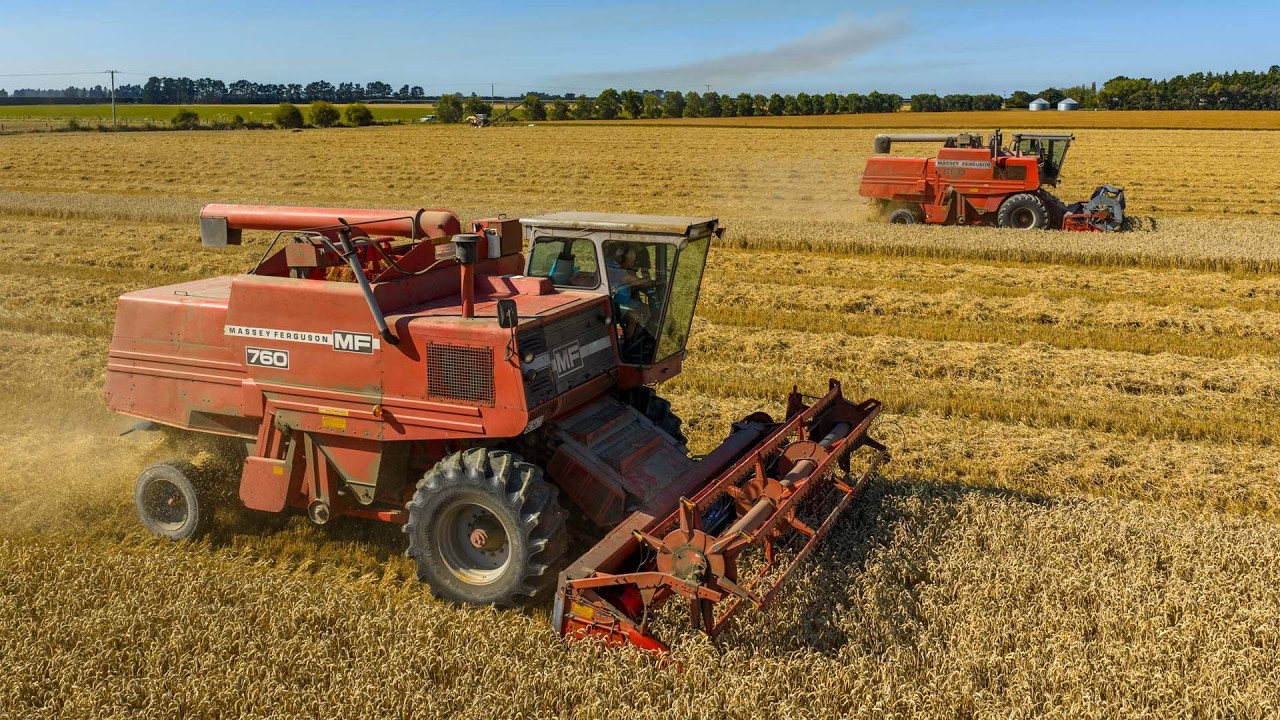 Massey Ferguson 760 & 860 | Brantfords finest | Wheat harvest 2026 | New Zealand agriculture