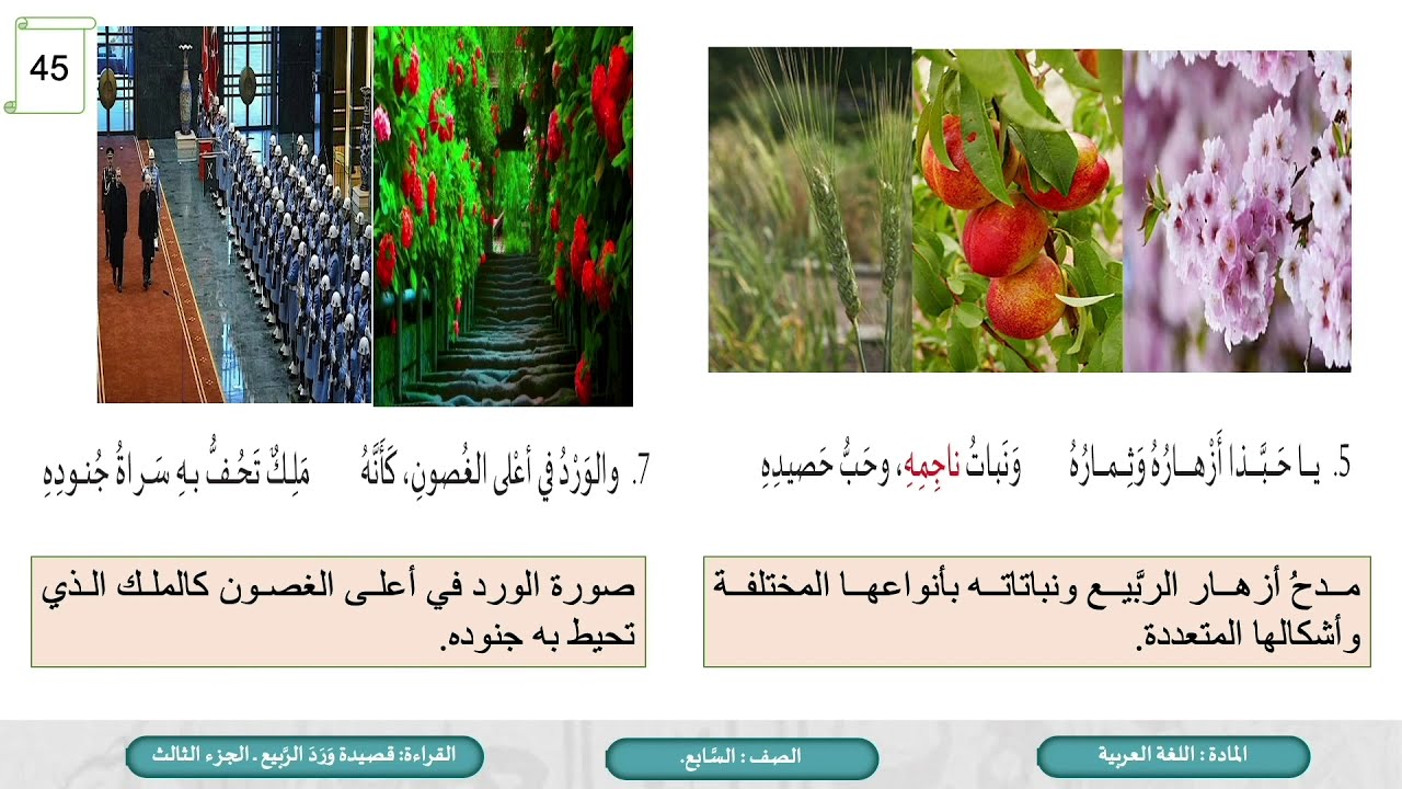 الصف السابع اللغة العربية ورد الربيع ج3