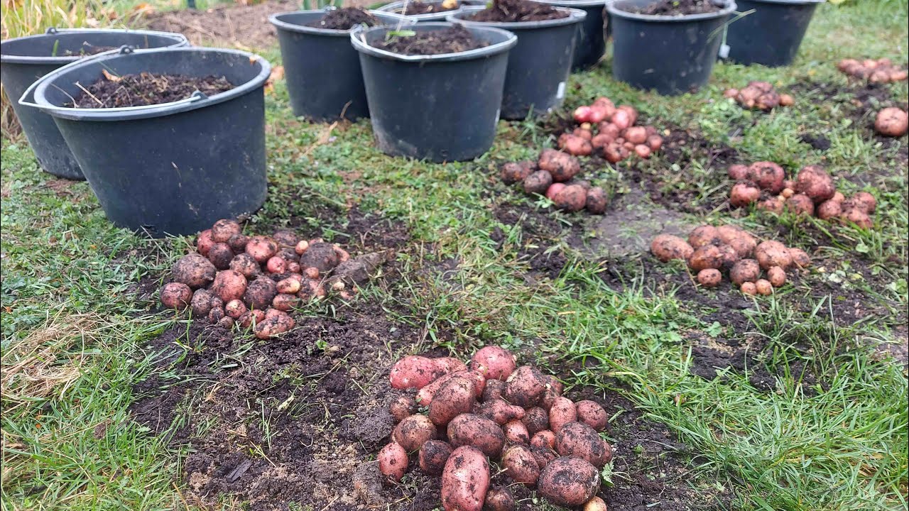 Zemiaky vo vedre....Potatoes in a bucket.