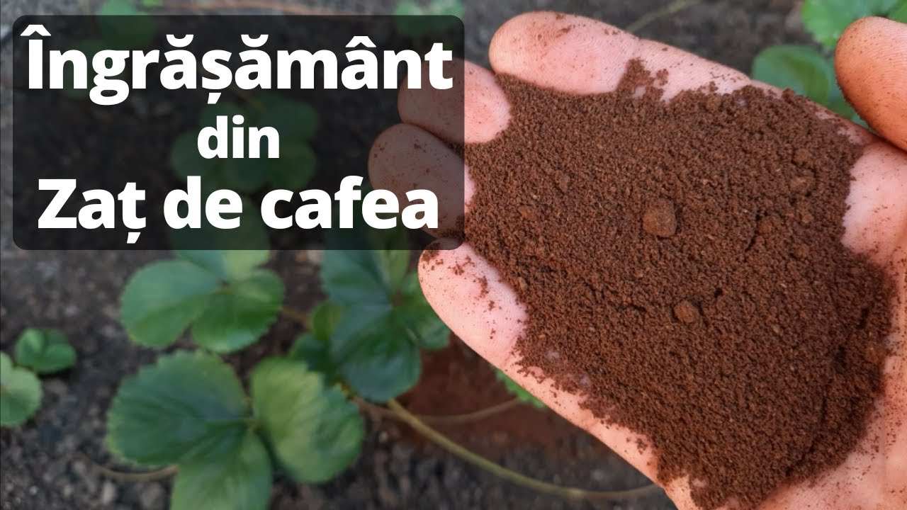 Ingrasamant din Zat de Cafea | Beneficiile zatului de cafea in gradina | Ingrasamant Bio