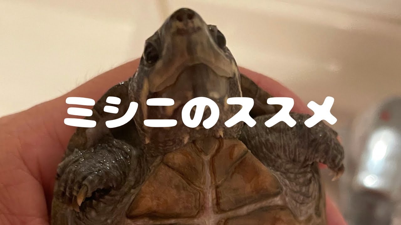 ミシニのススメ