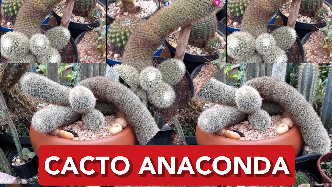 MAMMILLARIA ANACONDA (Rólisvaldo) CACTO pendente! (CACTO COBRA)