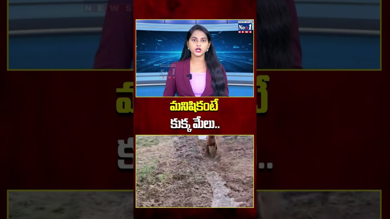 మనిషికంటే కుక్క మేలు.. #dog #ytshorts #shorts #viral #trending #apnews