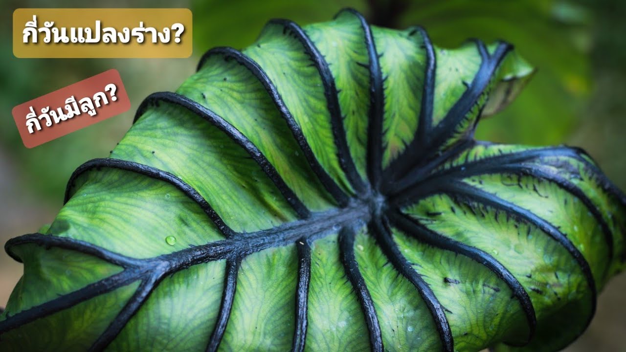 วิธีปลูกหน้ากากฟาโรห์ - Colocasia Pharaoh's mask (ละเอียดทุกขั้นตอน) - ep. 5