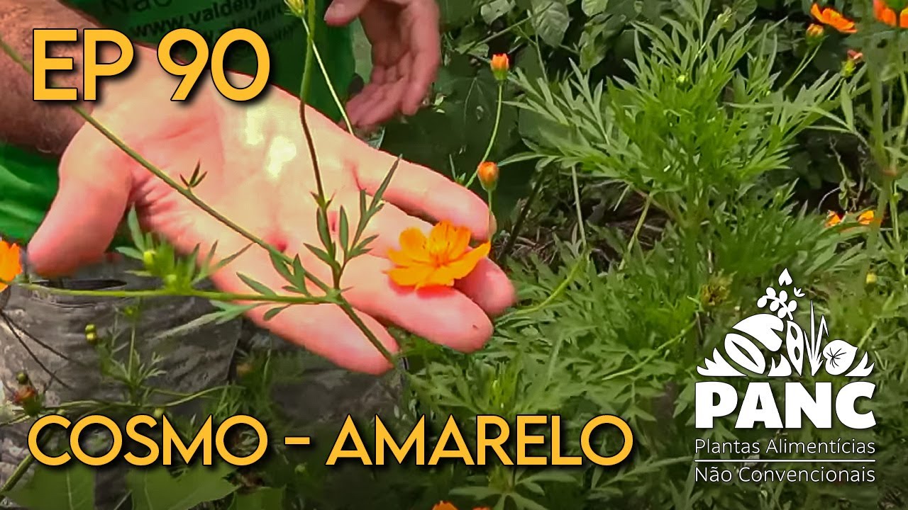 EPISÓDIO 90 - COSMO-AMARELO | #pancnaveia #valdelykinupp