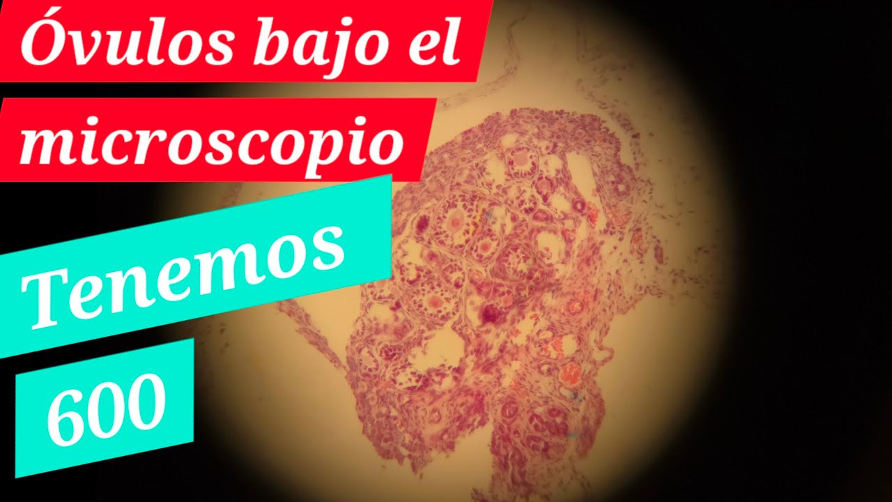 Método H y E para ver tejido en histología. Técnica de teñido y montaje de muestras
