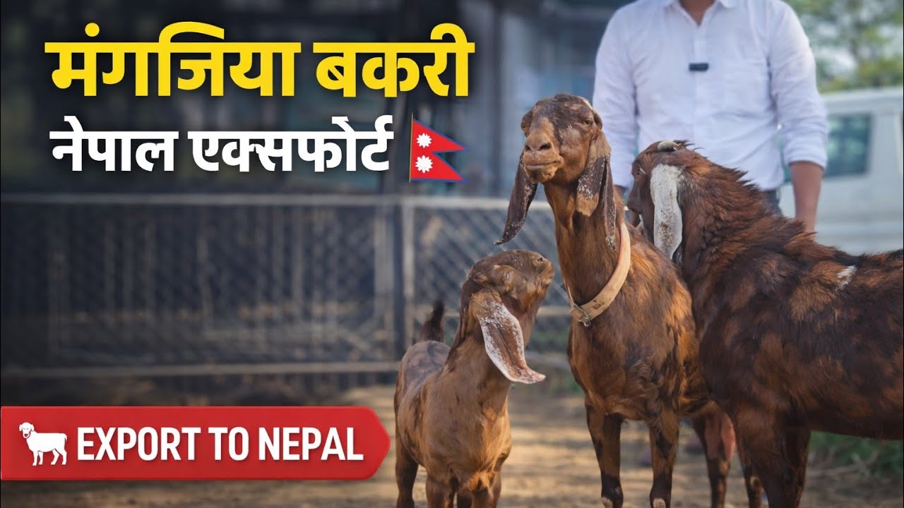 मंगजिया बकरी नेपाल जा रही है।