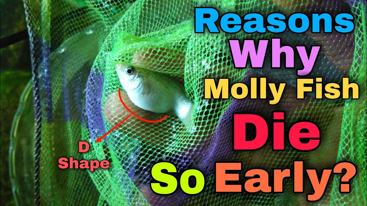 WHY MY MOLLY FISH DIES SO EARLY? HOW TO TAKECARE PREGNANT MOLLY FISH? FULL SOLUTION