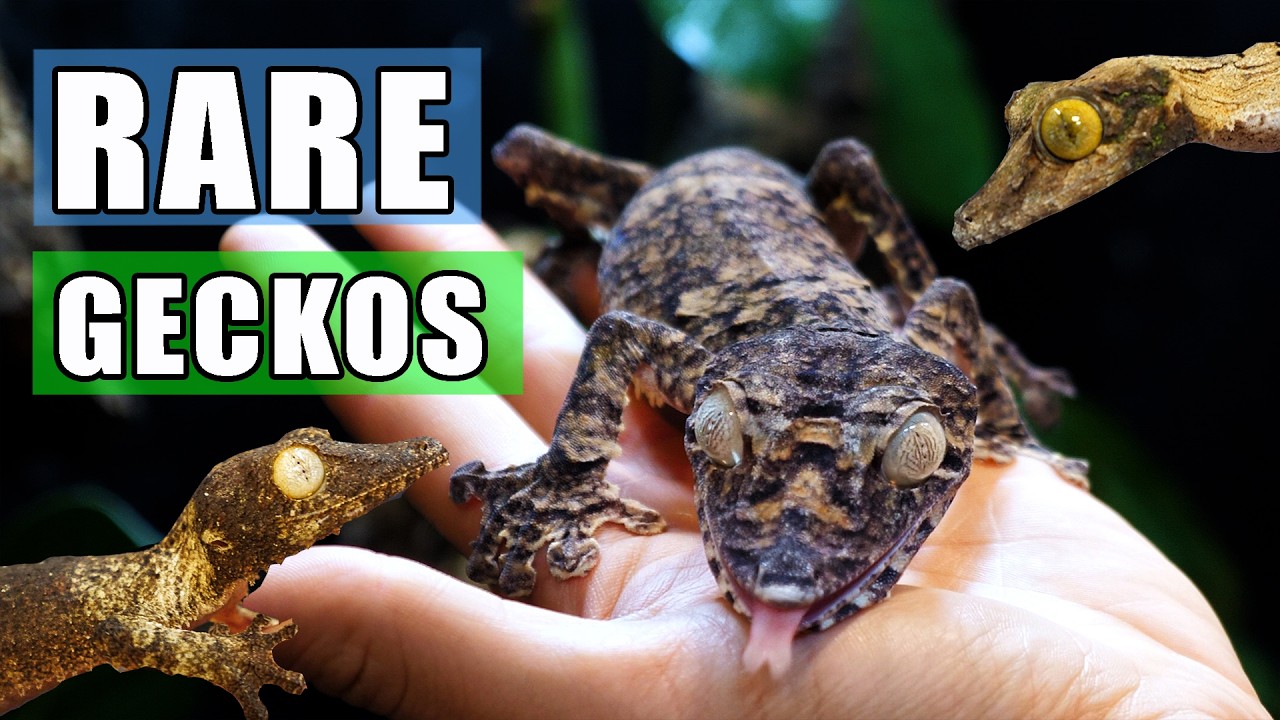 You've NEVER Seen Geckos like These! (Part 1)