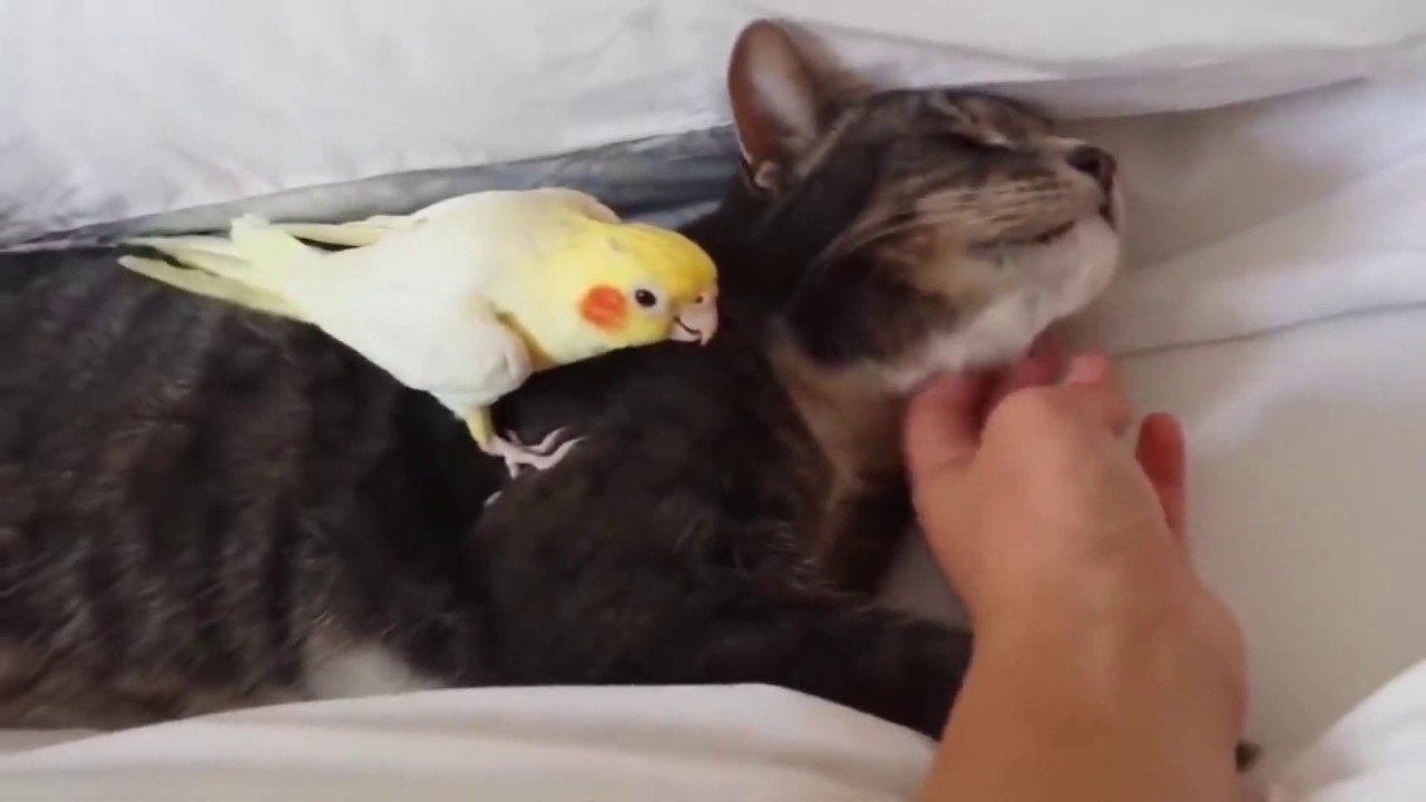 Смешные и талантливые попугаи кореллы  Compilation cute corella
