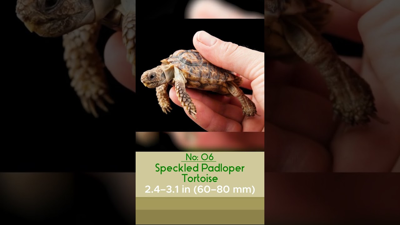 Smallest Animals ~ TOP 10 