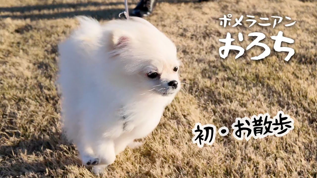 お散歩デビューとその練習をするポメラニアン