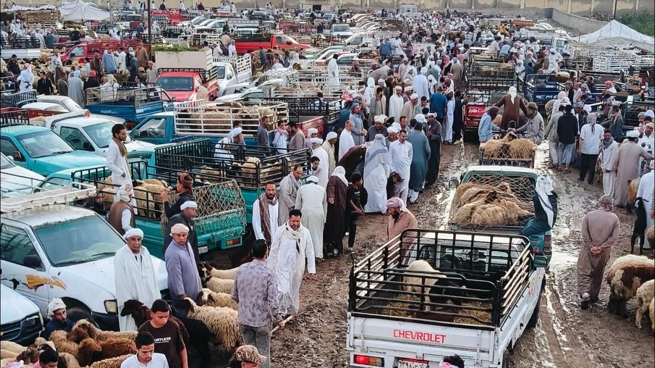 سعر الغنم ينخفض لمستويات قياسية والنعجة الرحماني تلامس الأرض من جديد⁉️ 01008202297