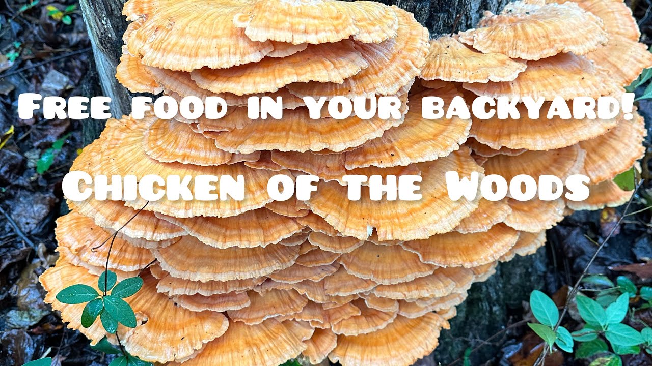 Harvesting, Cooking and Preserving Chicken of the Woods | Laetiporus Sulphureus | Foraging for Food