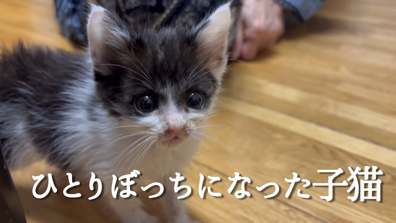 残ったハチワレ子猫とネコ初心者72才母上