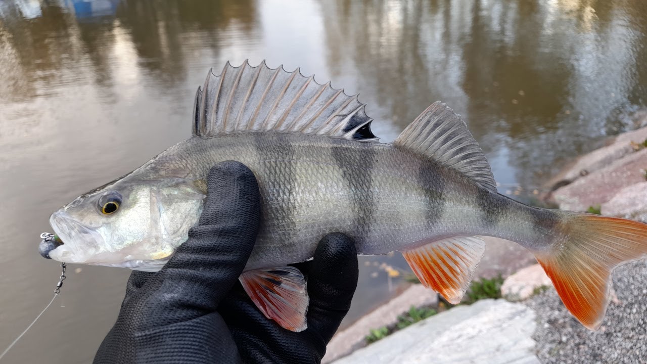 Тест силиконовых приманок Maxi- Jig Спб