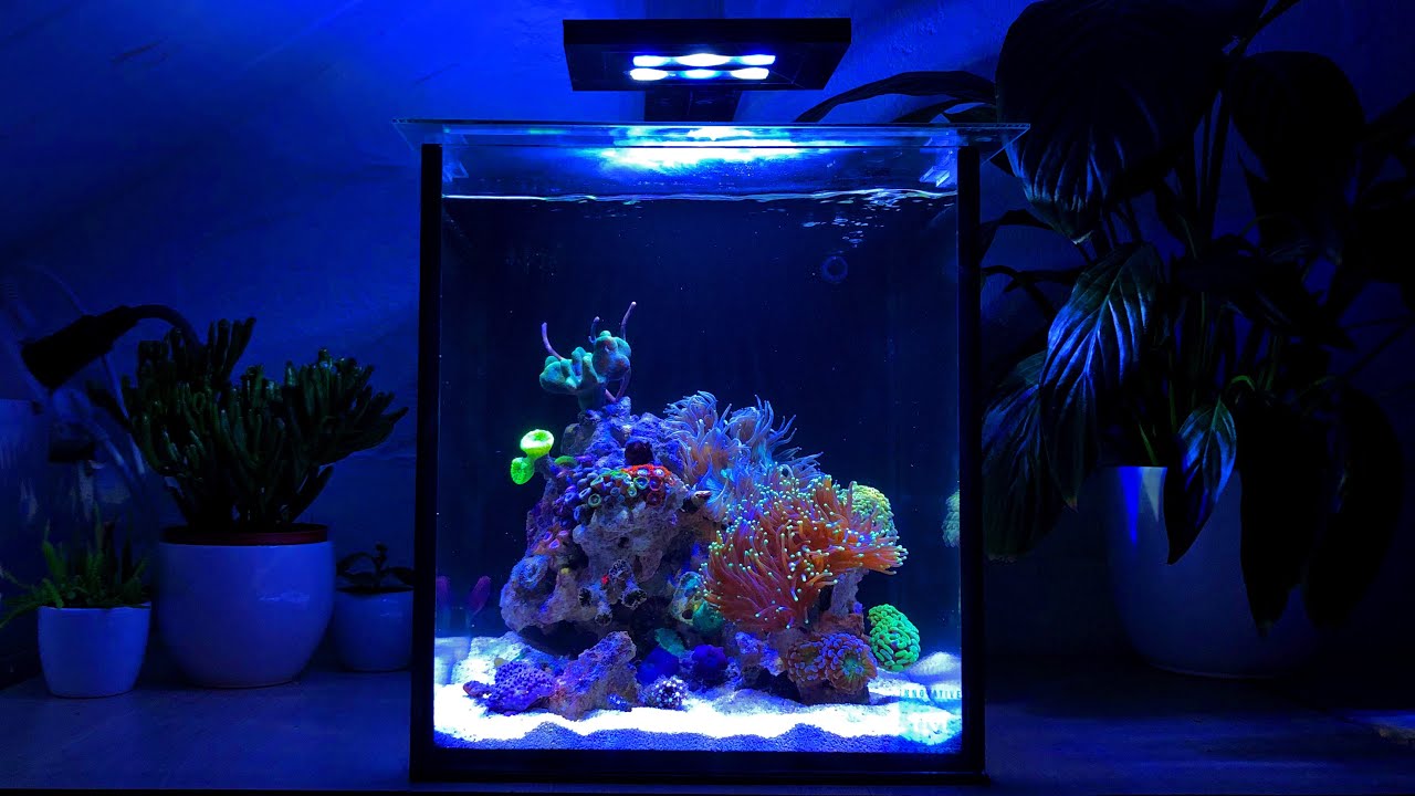 Nano Reef Tank Maintenance: EASY AND FAST (No Skimmer)