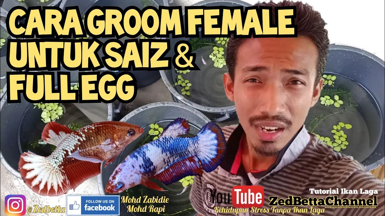 [Tutorial] Cara Groom Female Untuk Saiz & Full Egg [Part1]