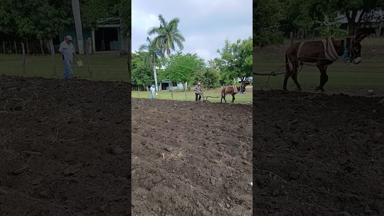 En la siembra de mi papá nacho