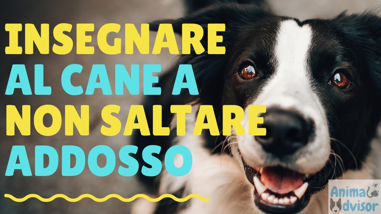 COME INSEGNARE AL CANE A NON SALTARE ADDOSSO
