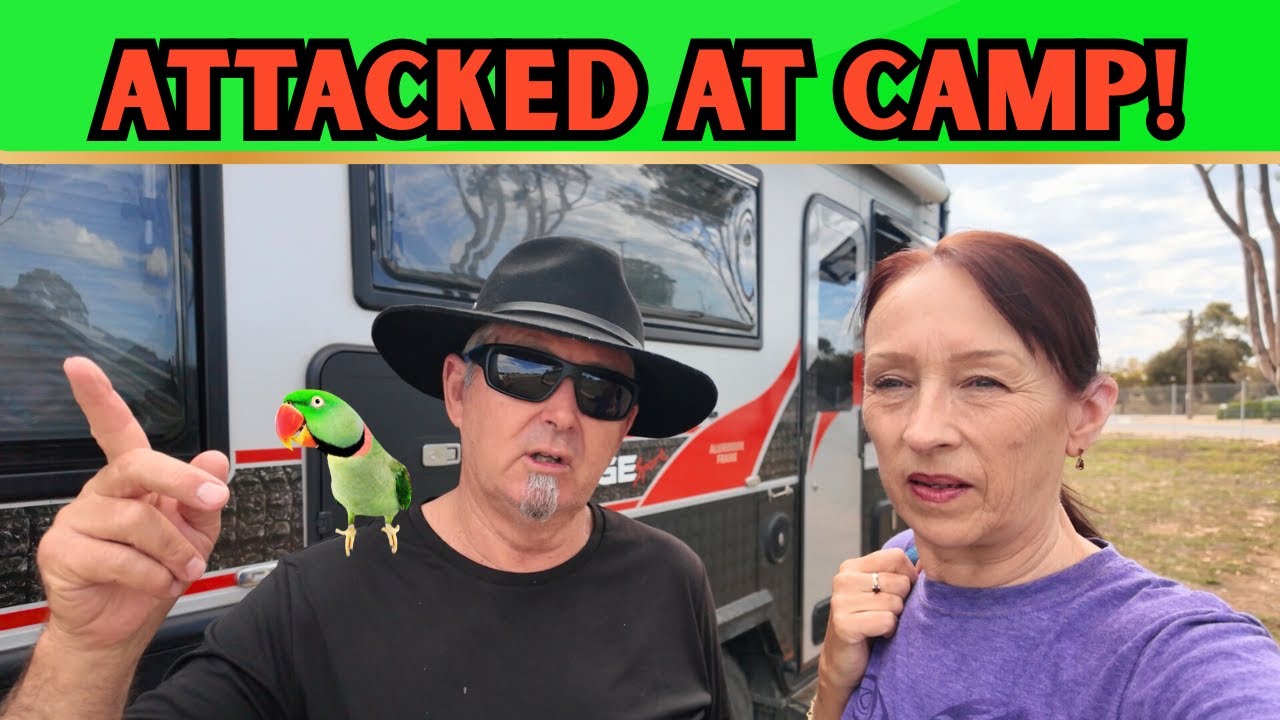 HOODED PLOVERS WANT US OUT!  SOUTH AUSTRALIA CARAVAN ADVENTURES