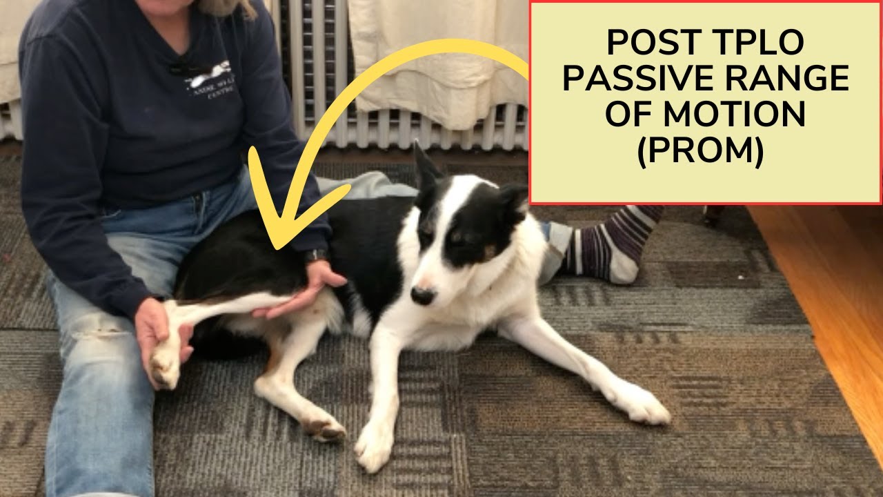 Post-TPLO Surgery Dog Care: Passive ROM Exercises for TPLO Healing