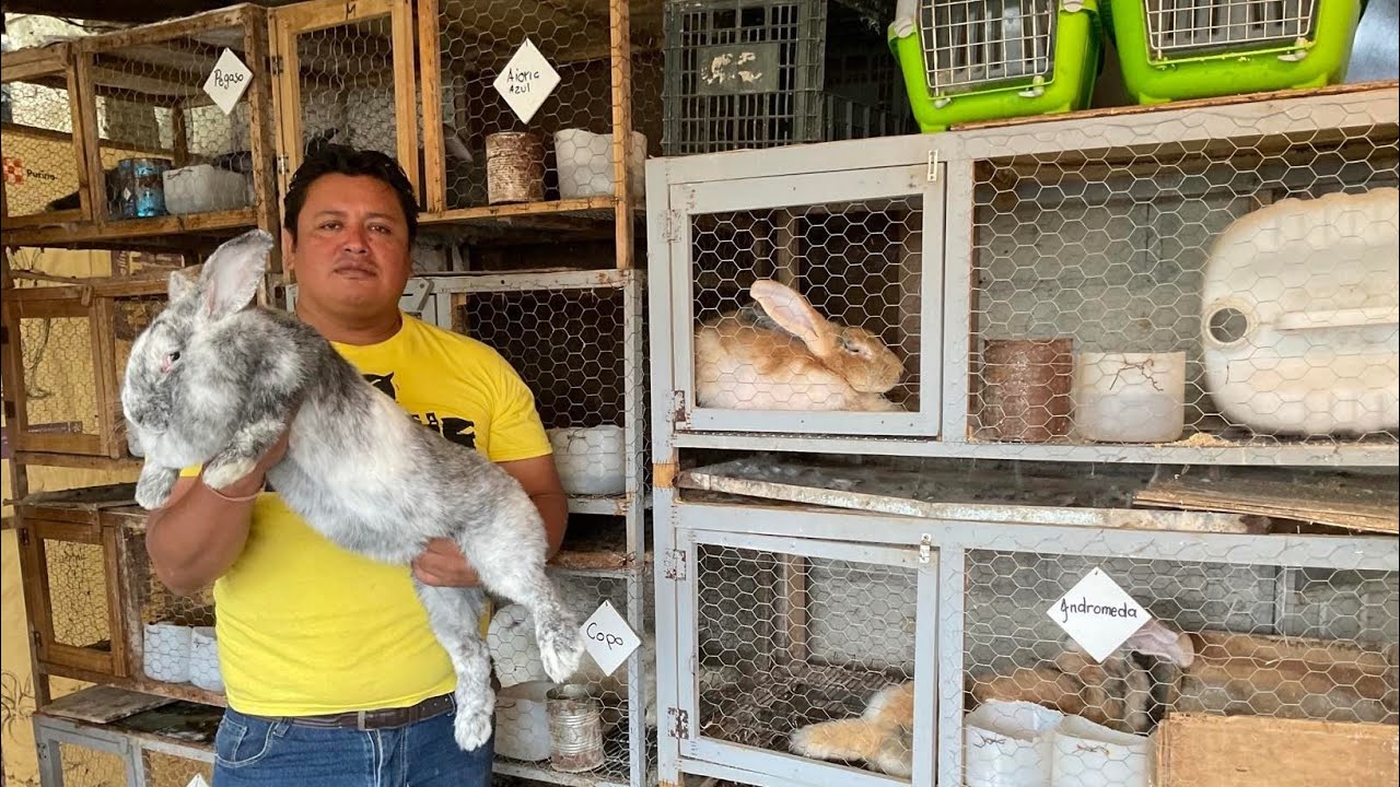 Visitando tu Granja #51 “Los famosos GIGANTES ARLEQUÍN“ Granja MARINNET 🐰🤠