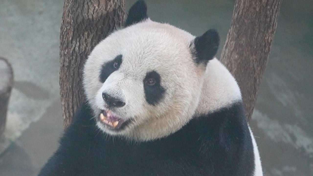 貓熊餐廳CP值超高 圓仔陪你吃下午茶 20260301