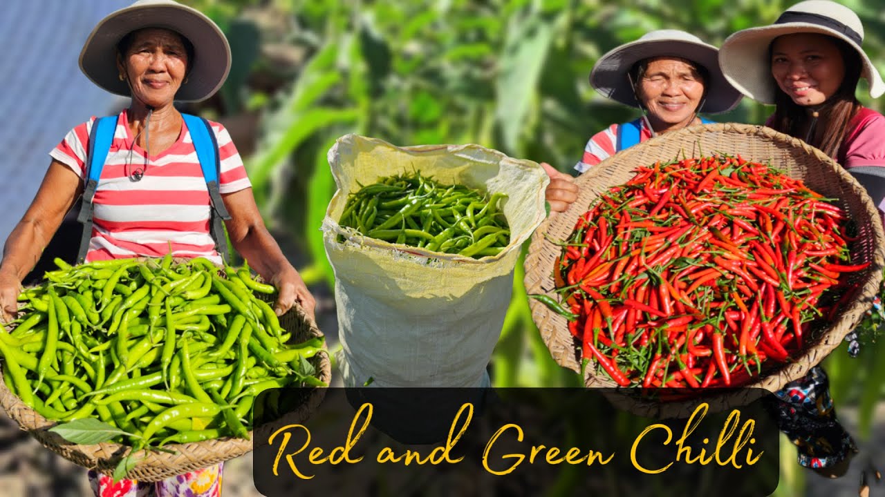 Jackpot ang may ari ng silihan Mahal ang presyo ng sili | Buhay Probinsya | Mindoro 