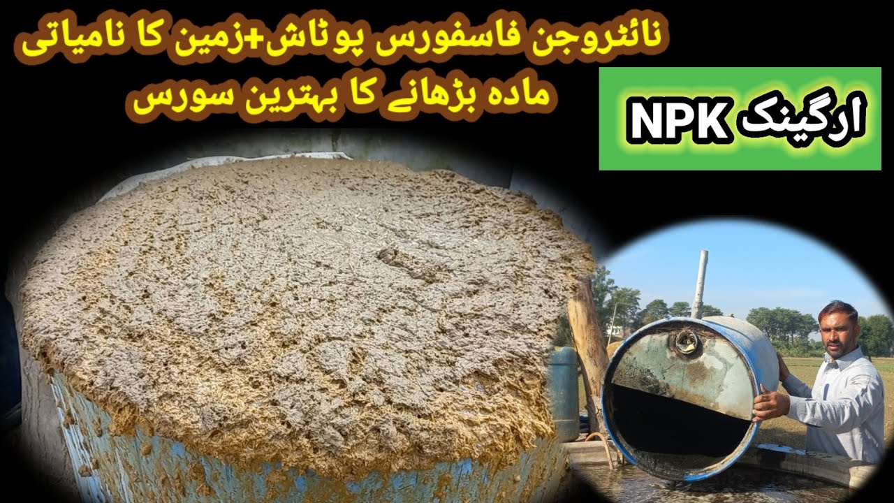 How To Make Cow Gober Organic NPK Fertilizer#گوبر سے ارگینک مکمل کھاد بنانے کا طریقہ